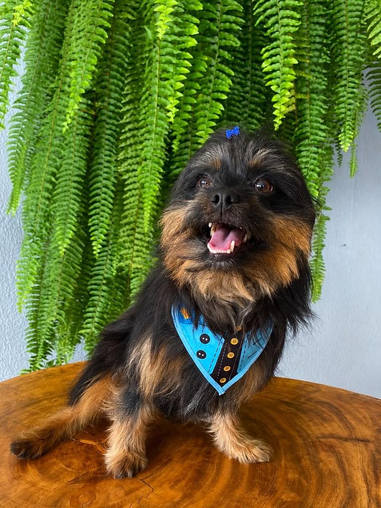 Vitinho, cachorro de porte pequeno para adoção em Toledo - PR