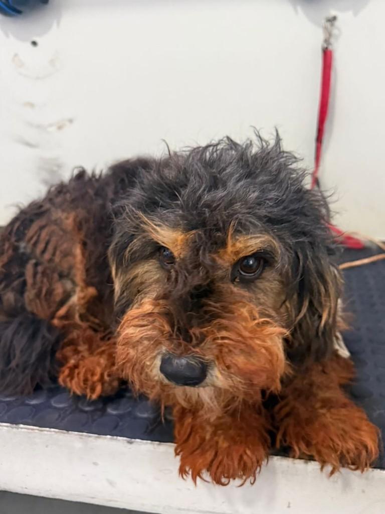 Toddy, cachorro de porte pequeno para adoção em Toledo - PR