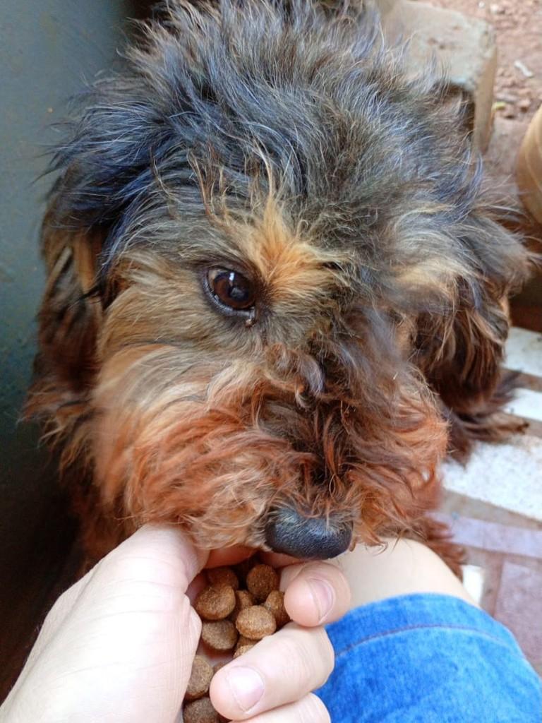 Toddy, cachorro de porte pequeno para adoção em Toledo - PR — foto 2 de 8