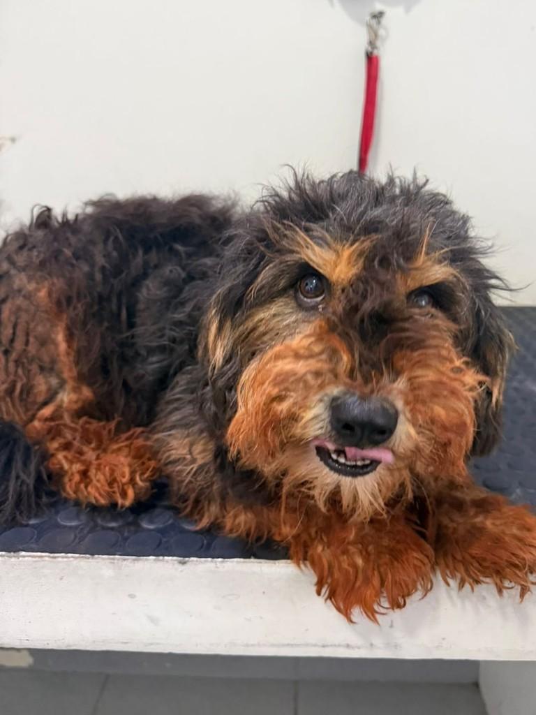 Toddy, cachorro de porte pequeno para adoção em Toledo - PR — foto 3 de 8