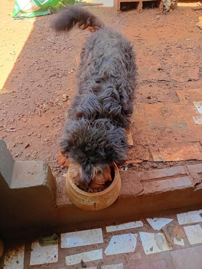Toddy, cachorro de porte pequeno para adoção em Toledo - PR — foto 4 de 8