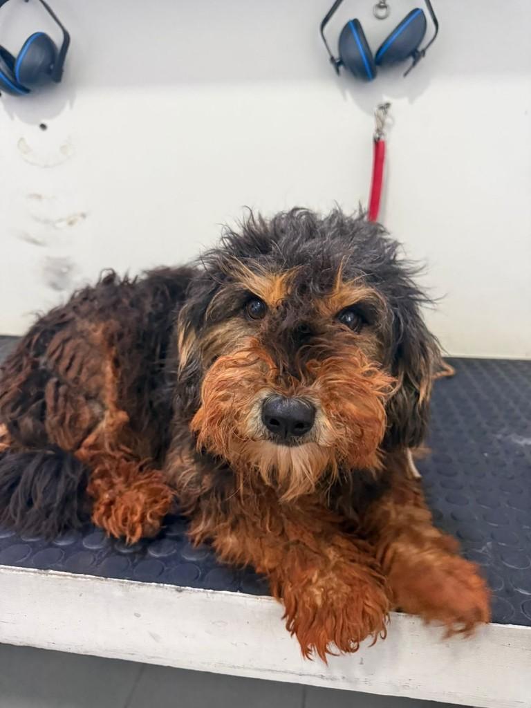 Toddy, cachorro de porte pequeno para adoção em Toledo - PR — foto 5 de 8