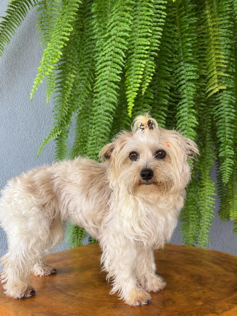 Margot, cadela de porte pequeno para adoção em Toledo - PR — foto 3 de 3