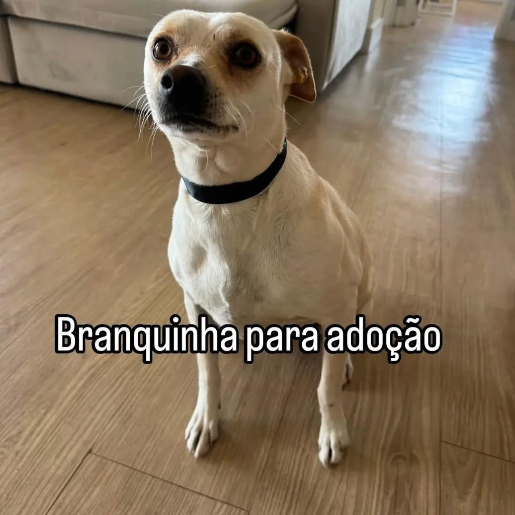 Branquinha, cachorro de porte médio para adoção em Curitiba - PR