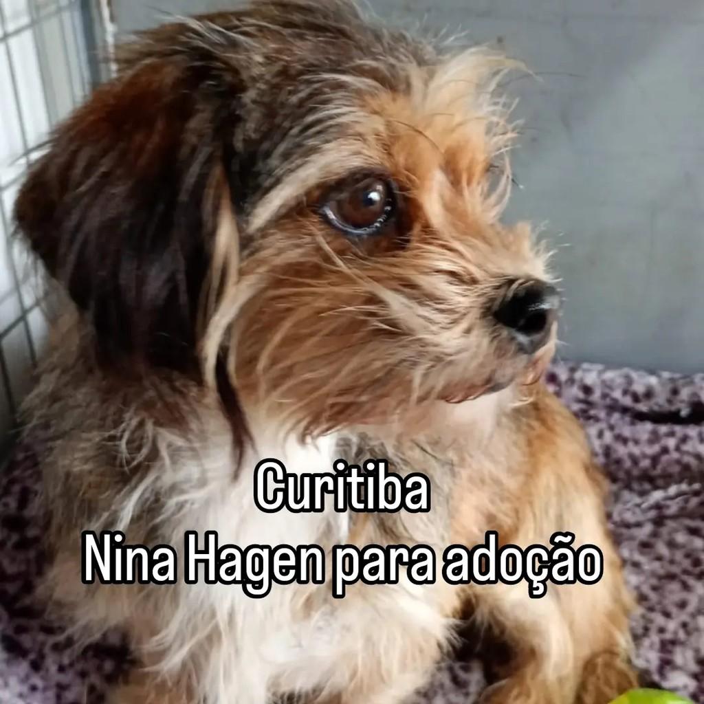 Nina Hagen, cachorro de porte médio para adoção em Curitiba - PR