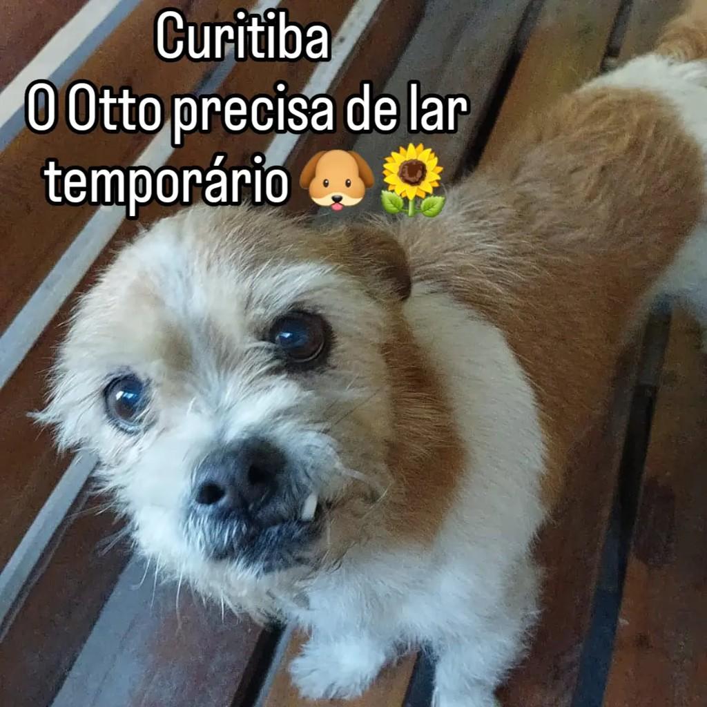 Otto, cachorro de porte pequeno para adoção em Curitiba - PR