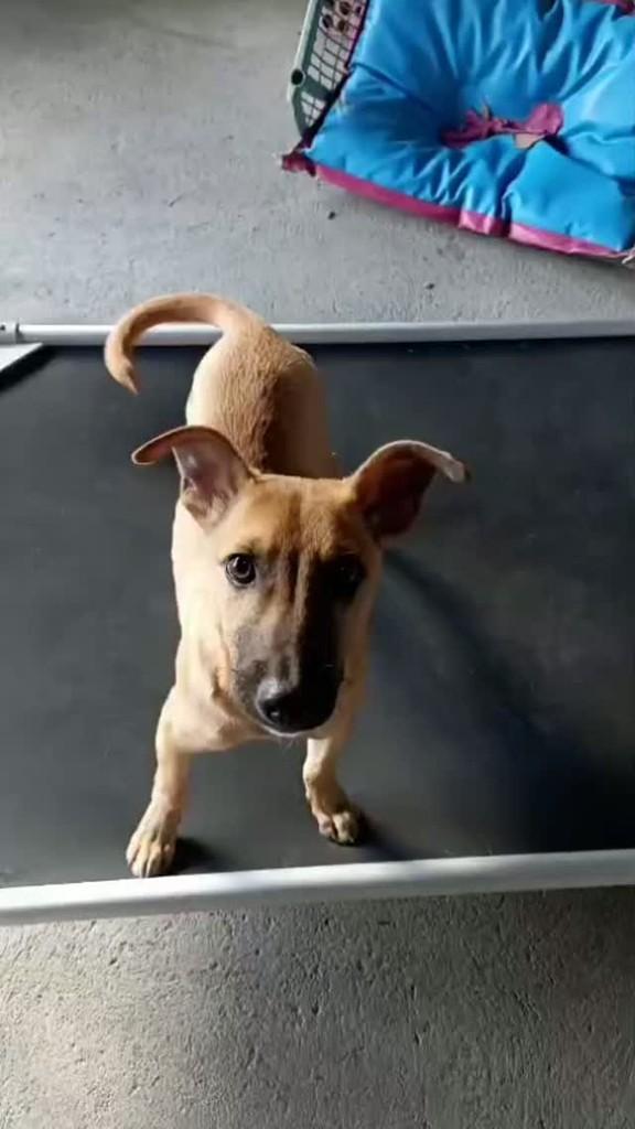 Tomilho, cachorro de porte pequeno para adoção em Curitiba - PR