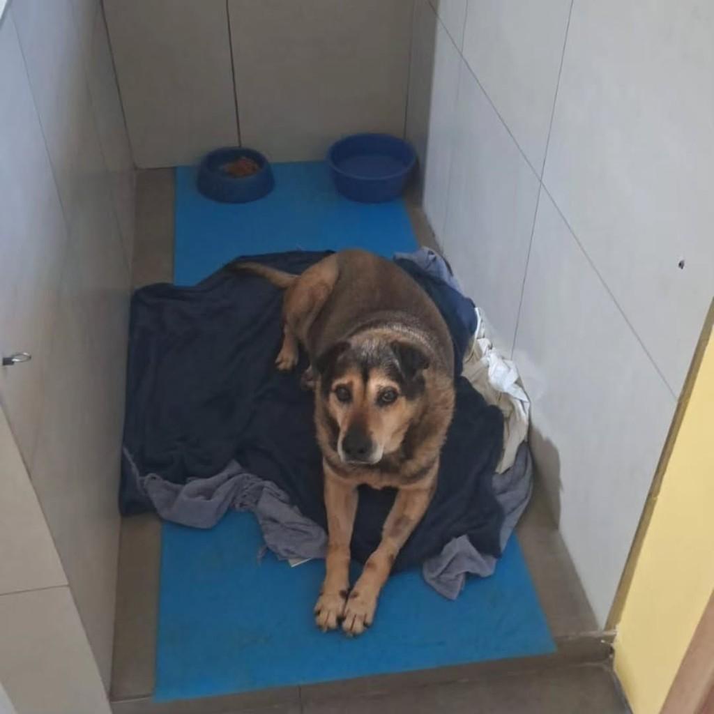 Nero, cachorro de porte grande para adoção em Curitiba - PR