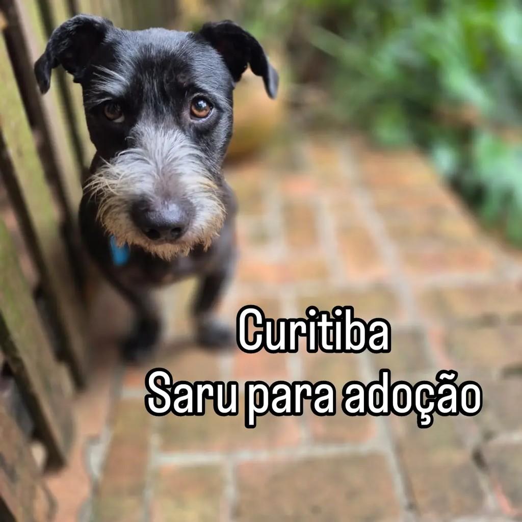 Saru, cachorro de porte médio para adoção em Curitiba - PR