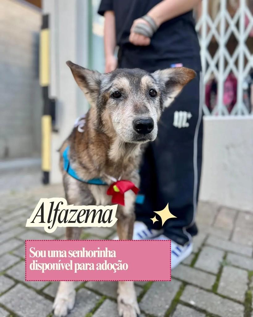 Alfazema, cachorro de porte pequeno para adoção em Curitiba - PR