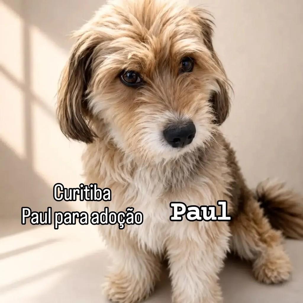 Paul, cachorro de porte pequeno para adoção em Curitiba - PR