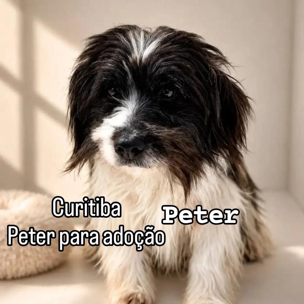 Peter, cachorro de porte médio para adoção em Curitiba - PR