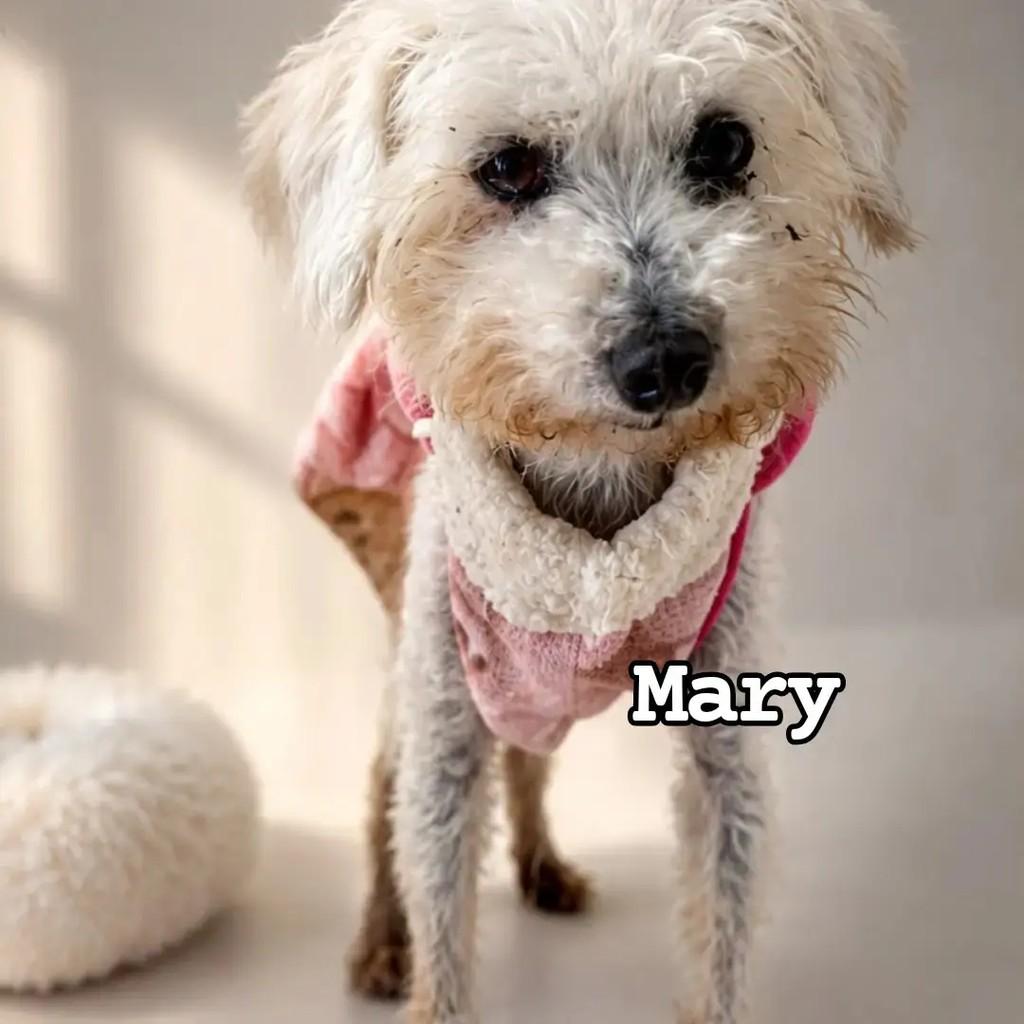 Mary, cadela de porte pequeno para adoção em Curitiba - PR