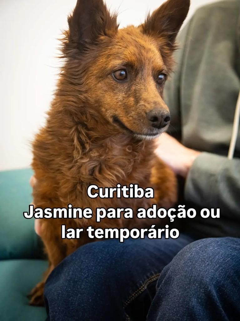 Jasmine, cadela de porte pequeno para adoção em Curitiba - PR