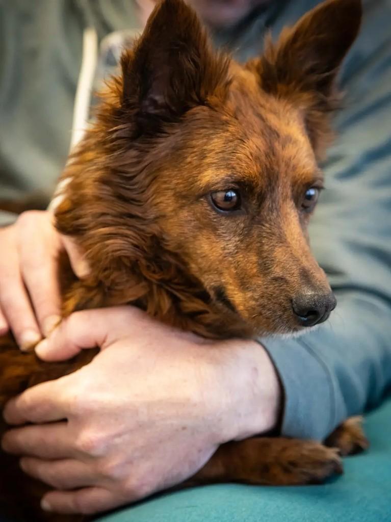 Jasmine, cadela de porte pequeno para adoção em Curitiba - PR — foto 2 de 3