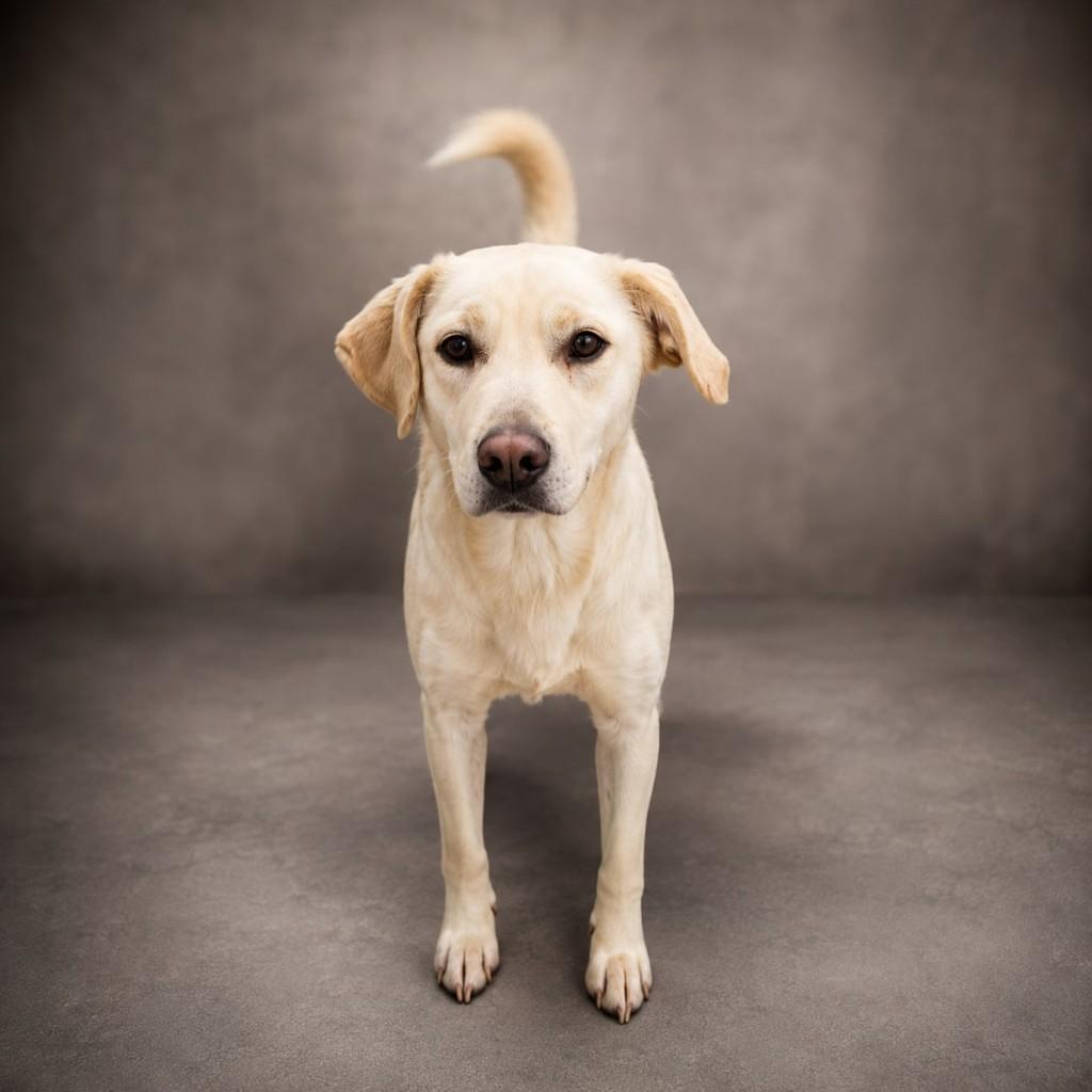 Mix Labrador, cadela de porte médio para adoção em Tramandaí - RS