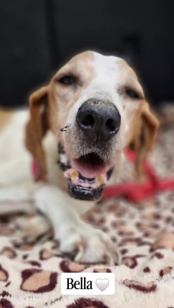 Bella, cachorro de porte médio para adoção em Jaguariaíva - PR