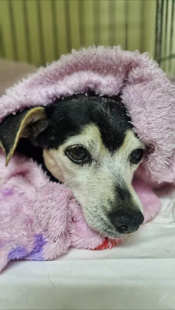 Marinéia, cachorro de porte pequeno para adoção em Jaguariaíva - PR