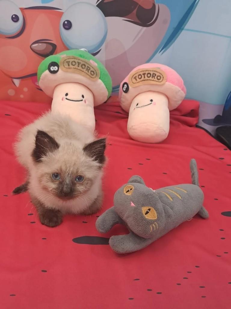 Cindy, gato de porte pequeno para adoção em Santo André - SP