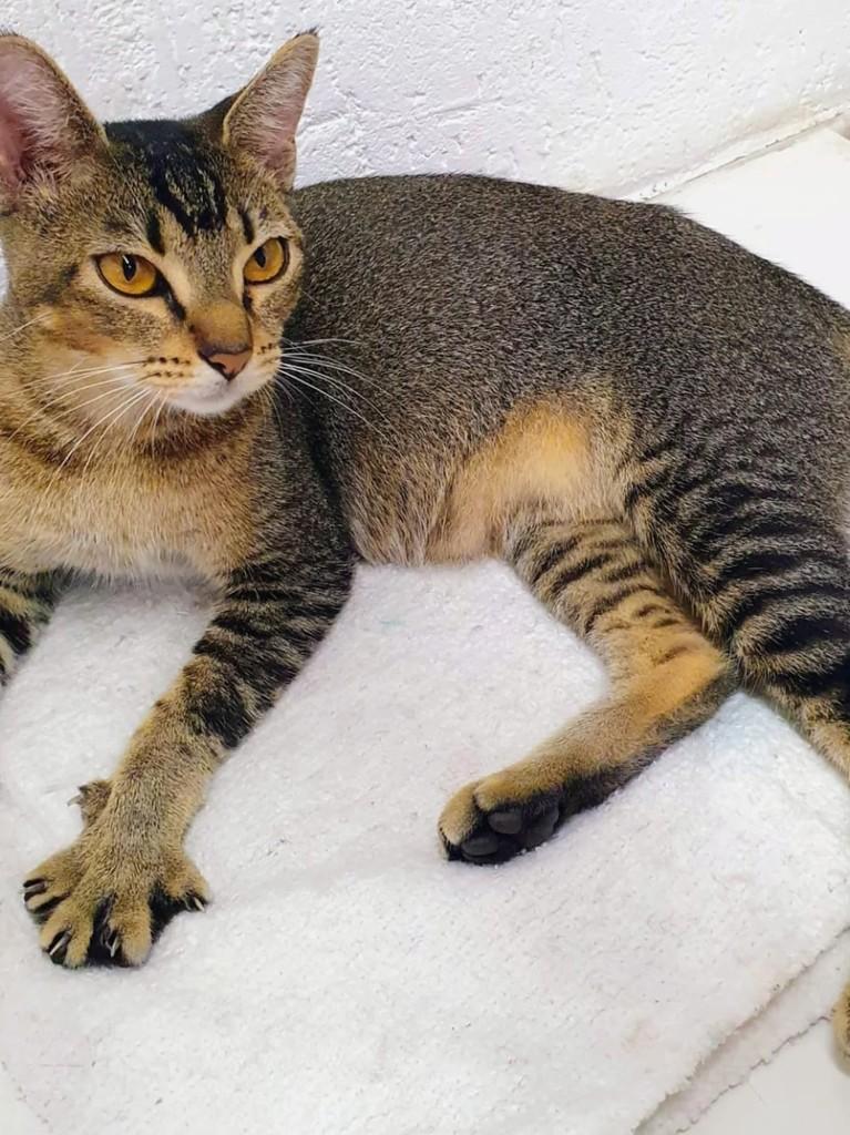 Lola, gata de porte médio para adoção em Santo André - SP