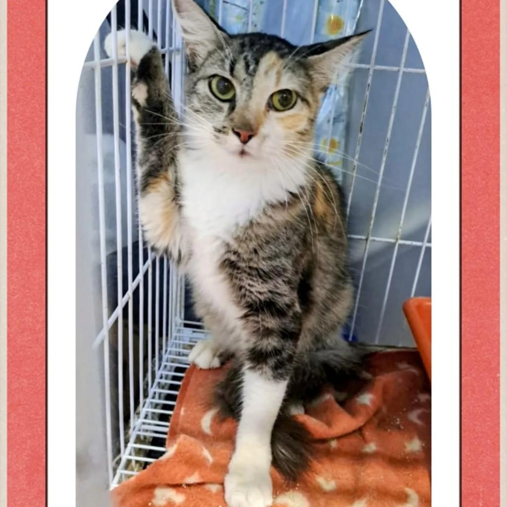 Lila, gata de porte médio para adoção em Santo André - SP