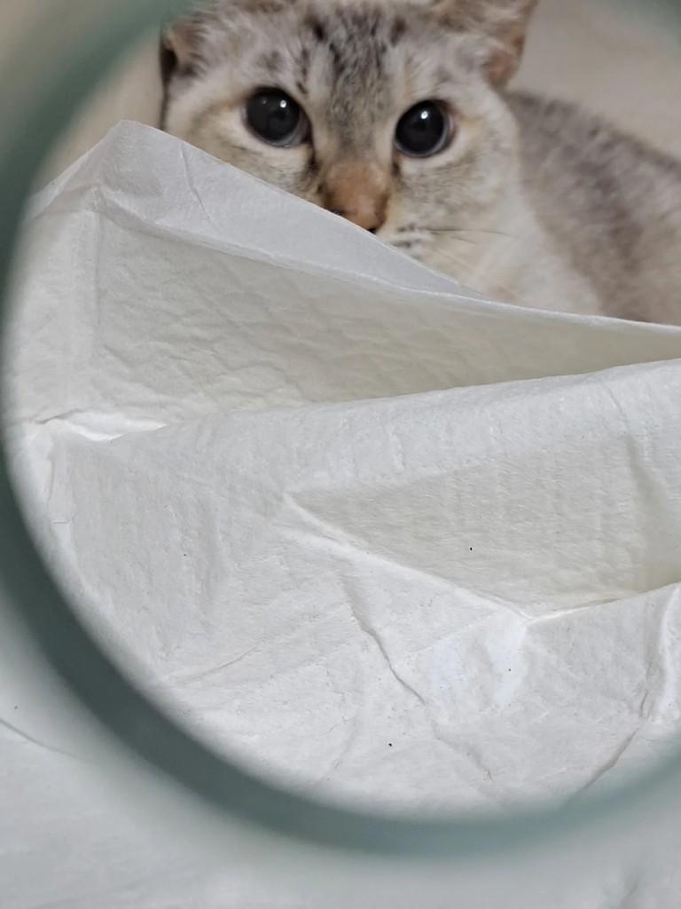 Jujuba, gato de porte pequeno para adoção em Santo André - SP