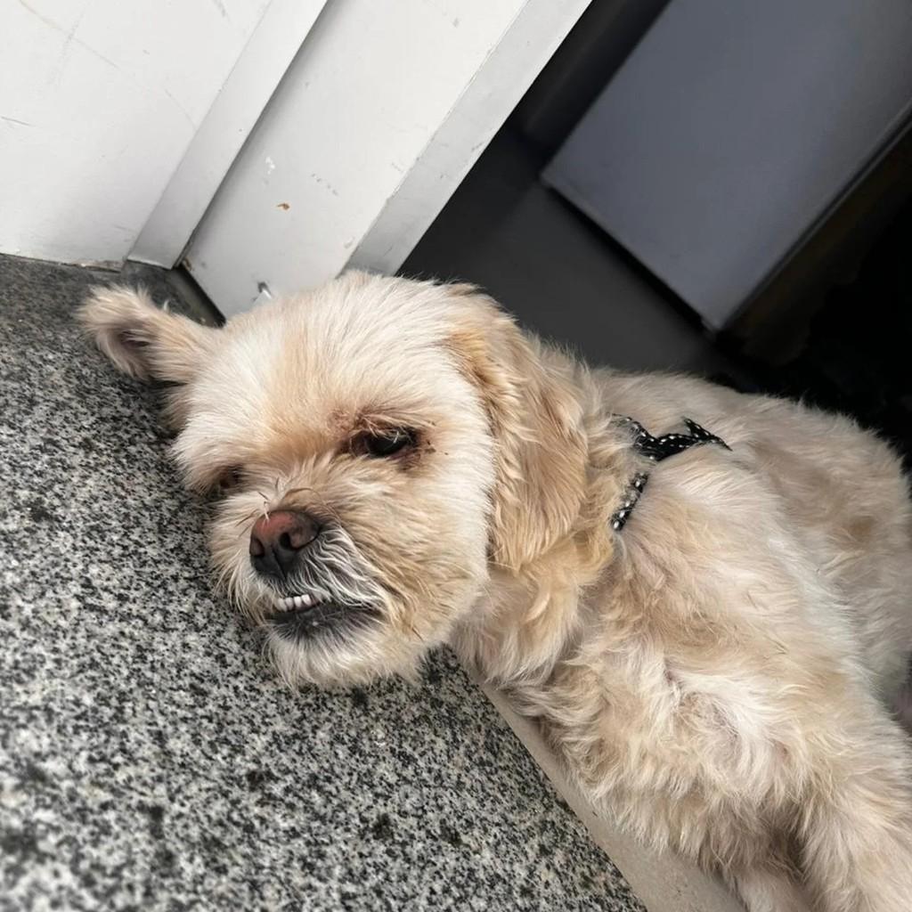 Quinho, cachorro de porte pequeno para adoção em Santo André - SP