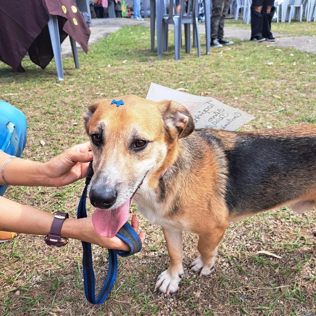Toquinho, cachorro de porte médio para adoção em Santo André - SP