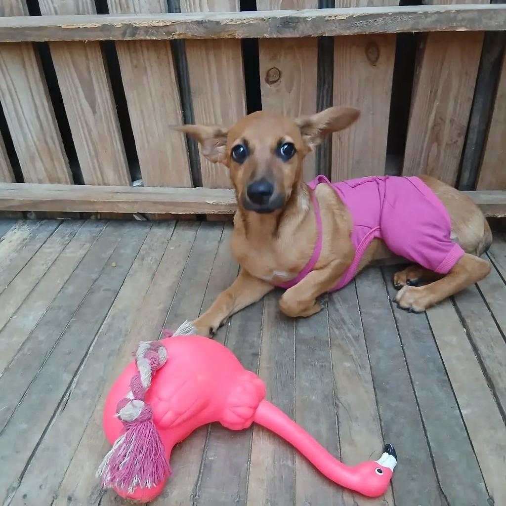Belinha, cachorro de porte médio para adoção em Jundiaí - SP
