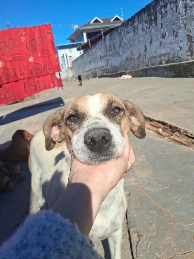 Claudia, cadela de porte médio para adoção em Ibaiti - PR