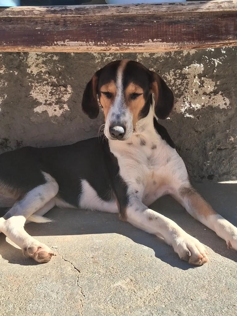 Matilda, cadela de porte pequeno para adoção em Ibaiti - PR