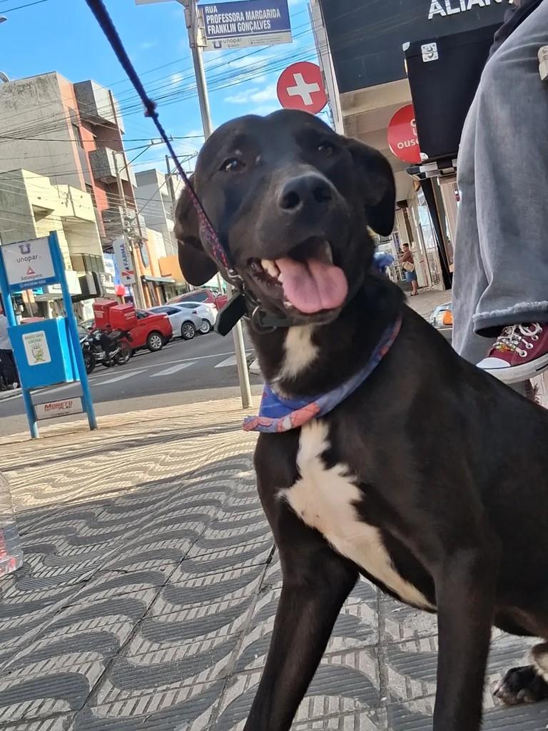 Luke, cachorro de porte médio para adoção em Ibaiti - PR