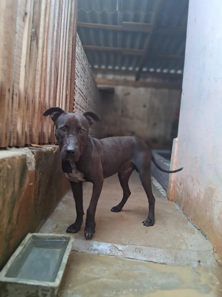 Thor, cachorro de porte médio para adoção em Ibaiti - PR