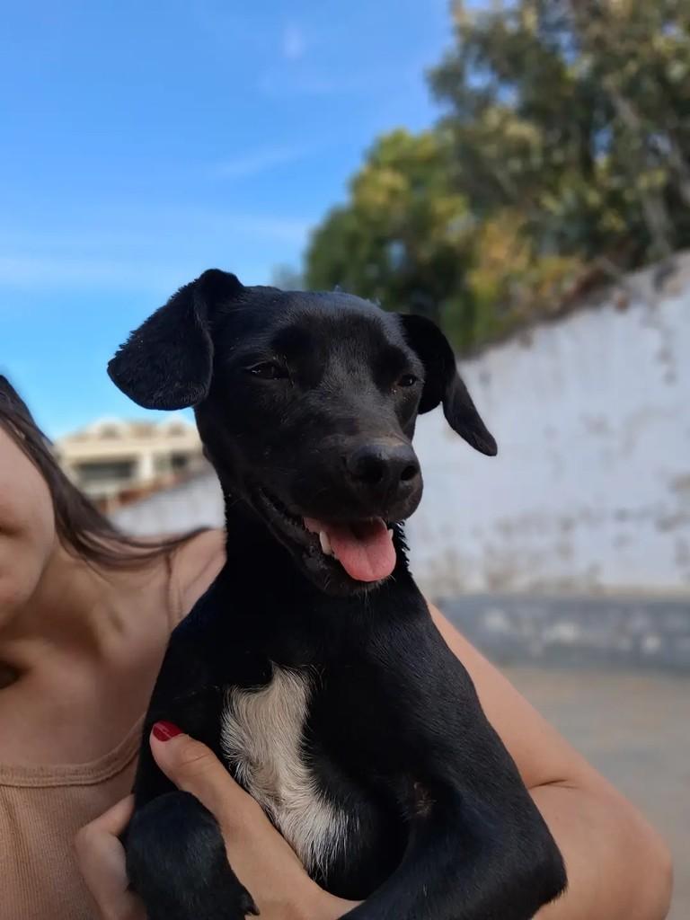 Cecília, cadela de porte pequeno para adoção em Ibaiti - PR