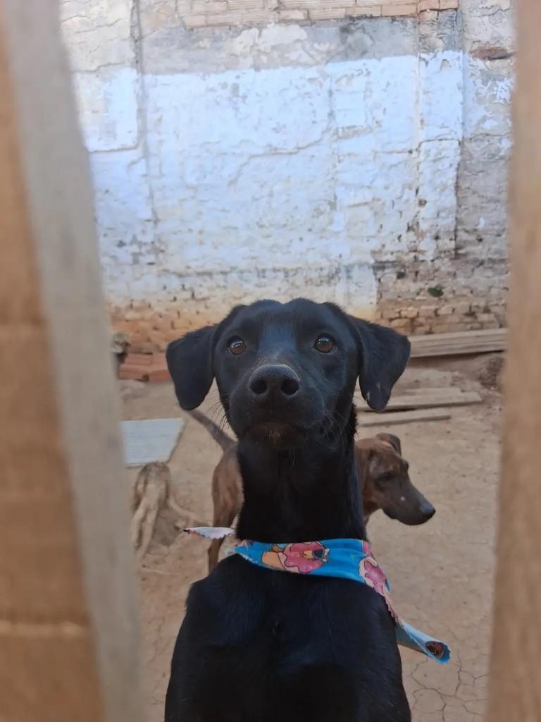 Vini, cachorro de porte médio para adoção em Ibaiti - PR