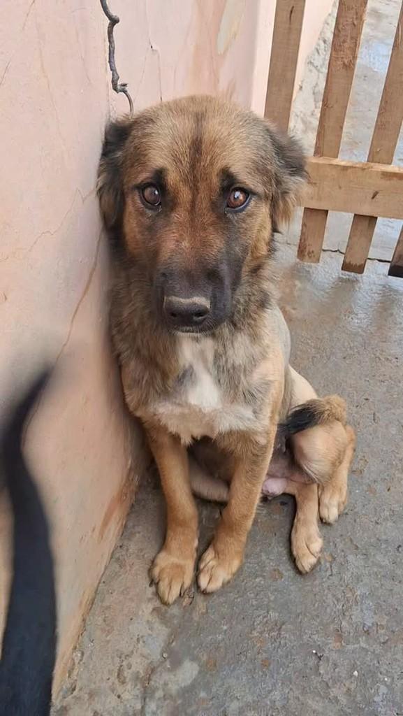 Serena, cachorro de porte pequeno para adoção em Ibaiti - PR