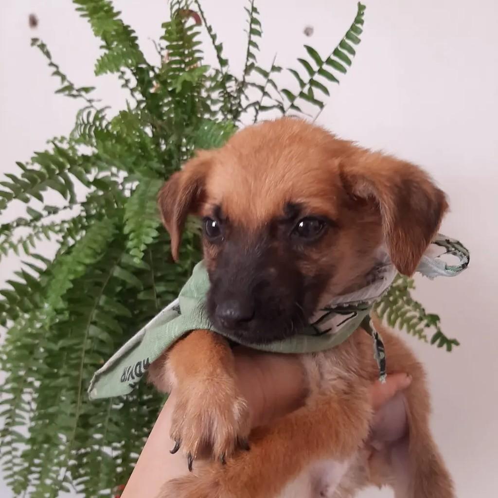 Pulguinha, cachorro de porte pequeno para adoção em Ibaiti - PR