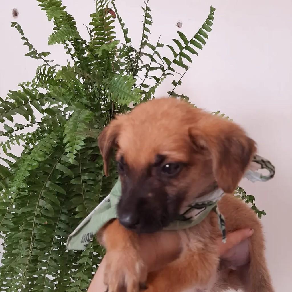 Pulguinha, cachorro de porte pequeno para adoção em Ibaiti - PR — foto 2 de 2