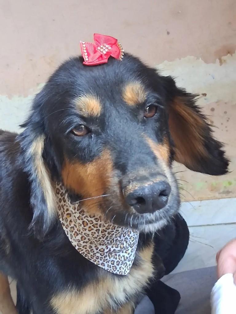 Esther, cadela de porte médio para adoção em Ibaiti - PR