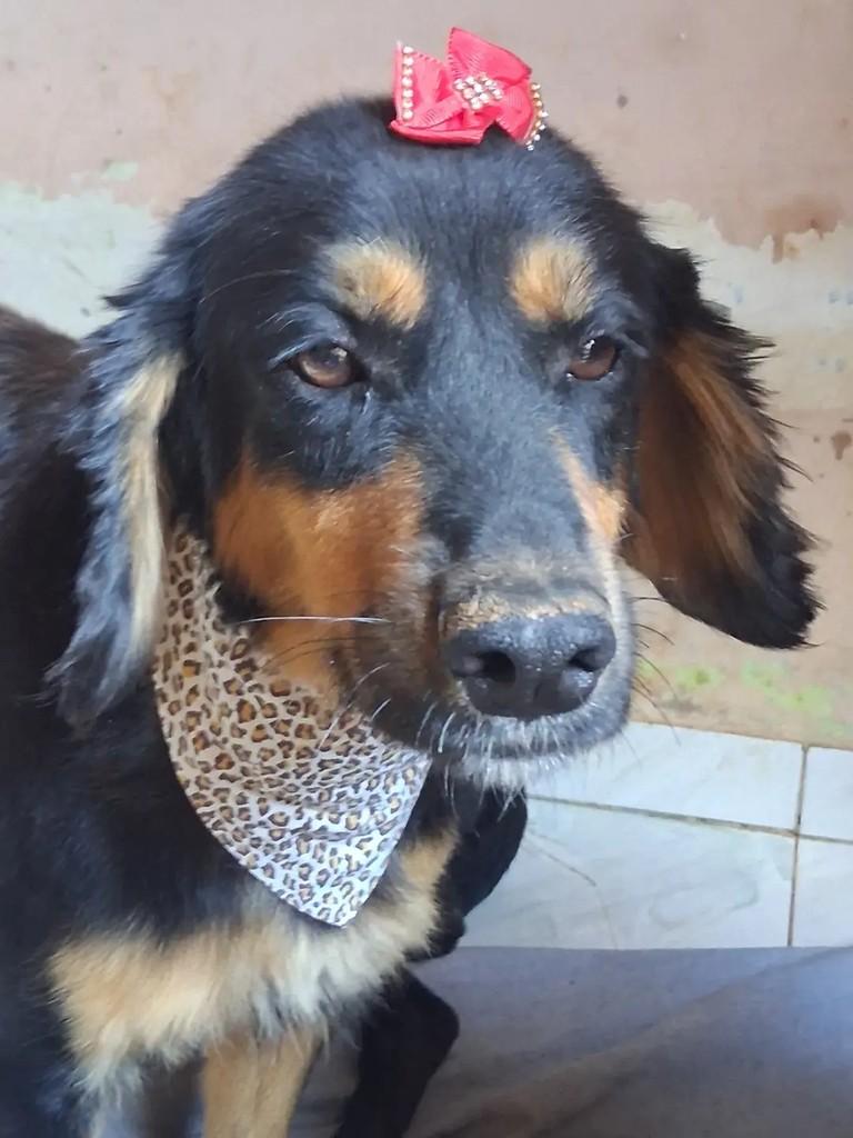 Esther, cadela de porte médio para adoção em Ibaiti - PR — foto 2 de 5