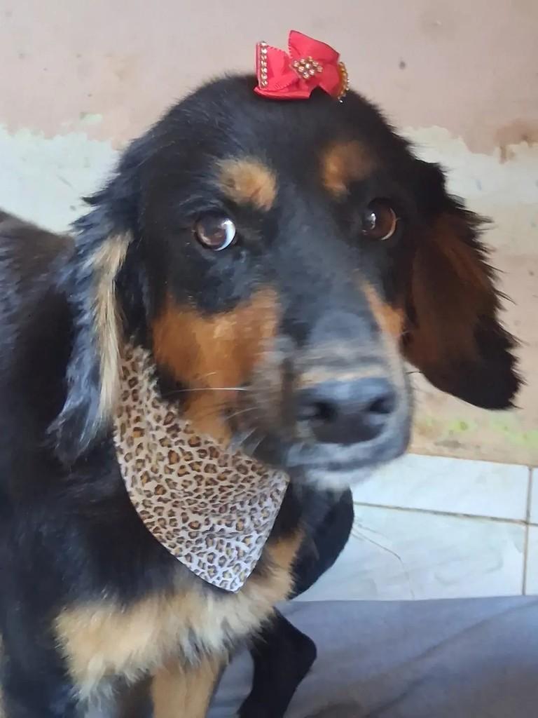 Esther, cadela de porte médio para adoção em Ibaiti - PR — foto 3 de 5