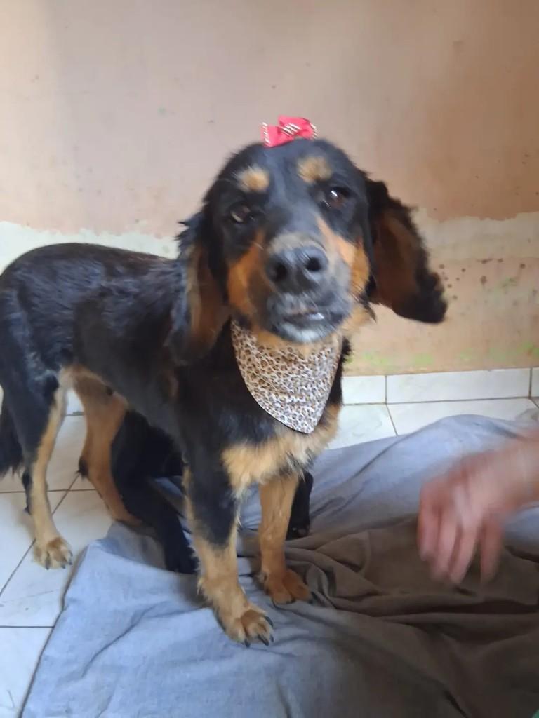 Esther, cadela de porte médio para adoção em Ibaiti - PR — foto 4 de 5