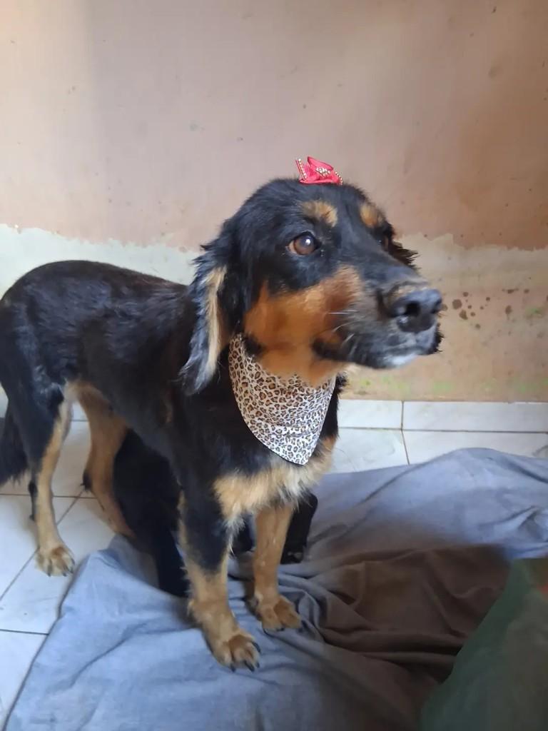 Esther, cadela de porte médio para adoção em Ibaiti - PR — foto 5 de 5
