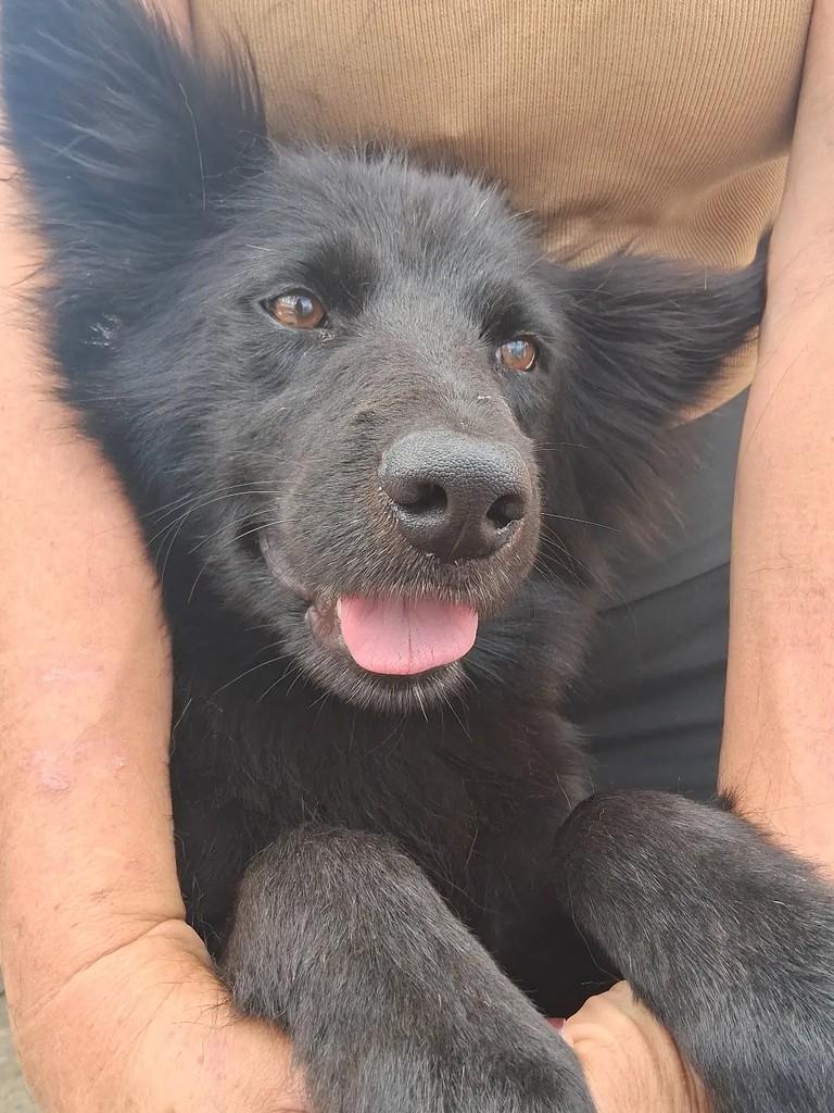 Shakira, cadela de porte médio para adoção em Ibaiti - PR — foto 2 de 3