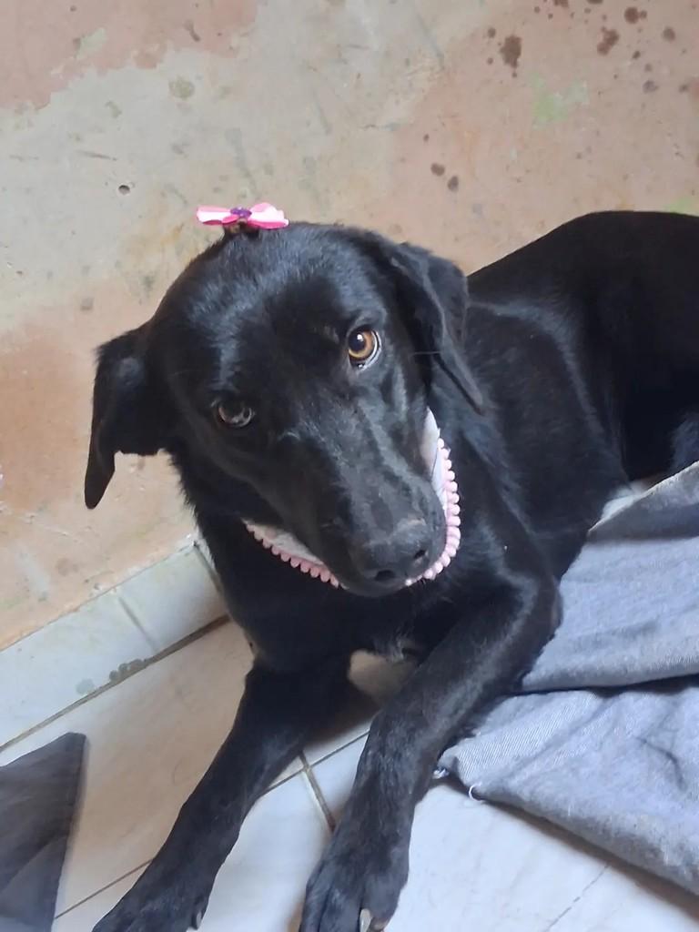 Neguinha, cadela de porte médio para adoção em Ibaiti - PR — foto 2 de 4