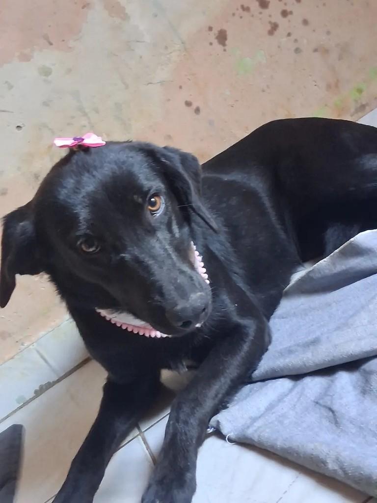 Neguinha, cadela de porte médio para adoção em Ibaiti - PR — foto 3 de 4