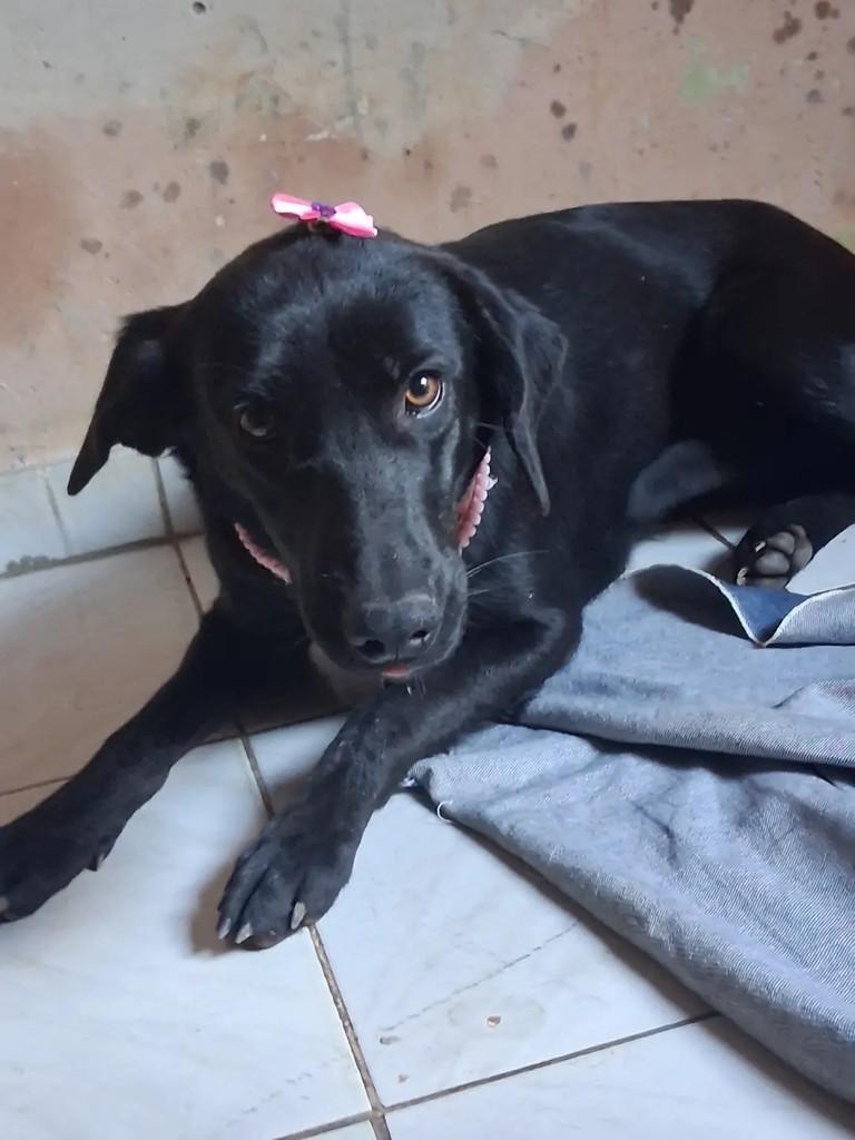 Neguinha, cadela de porte médio para adoção em Ibaiti - PR — foto 4 de 4