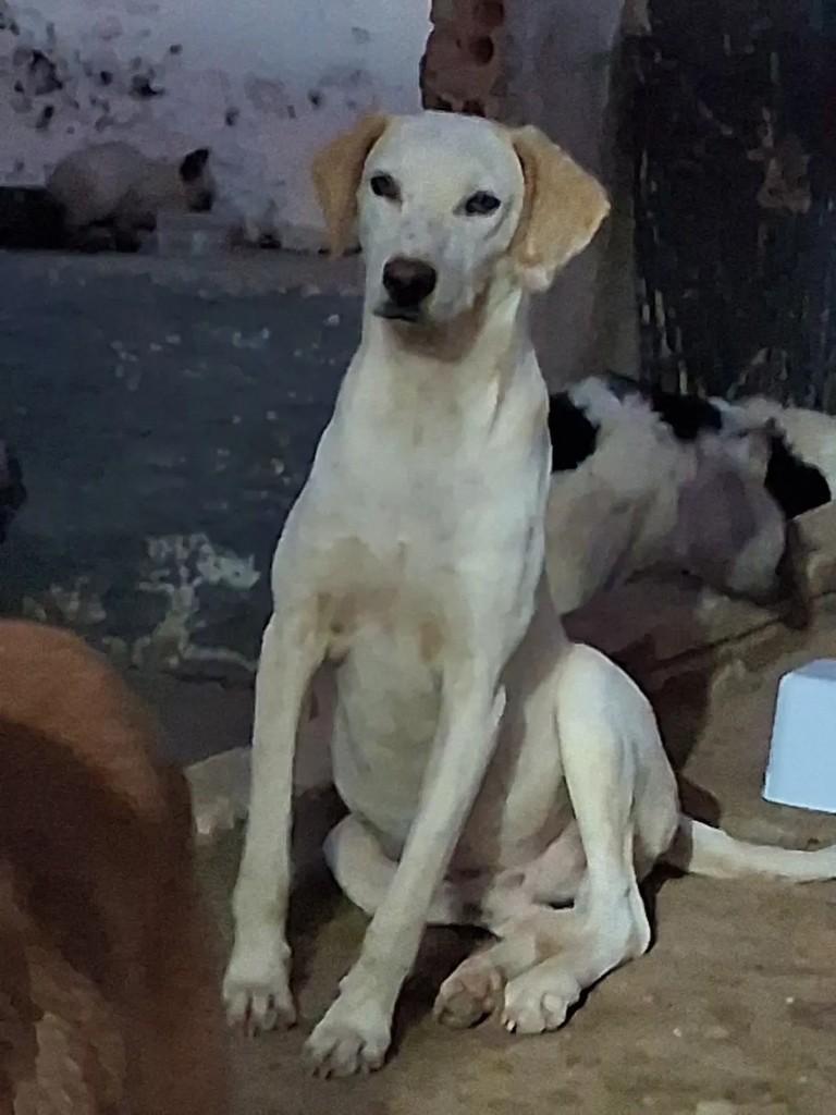Guerreiro, cachorro de porte médio para adoção em Ibaiti - PR