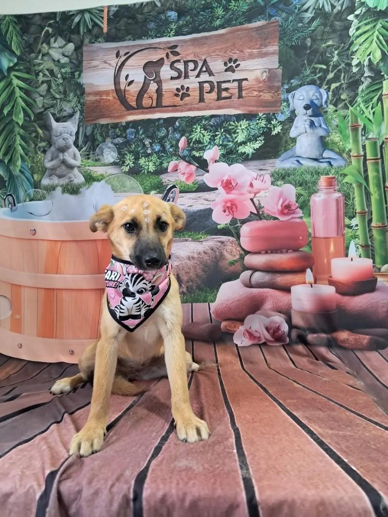 Mel, cadela de porte pequeno para adoção em Ibaiti - PR