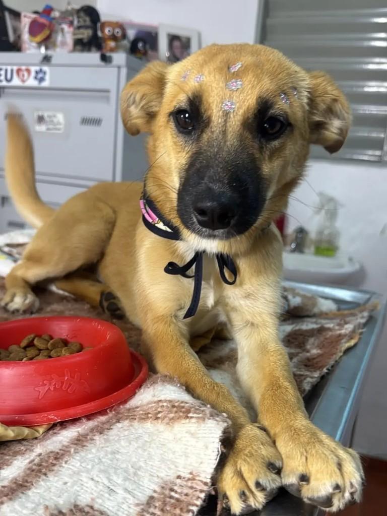 Mel, cadela de porte pequeno para adoção em Ibaiti - PR — foto 2 de 2